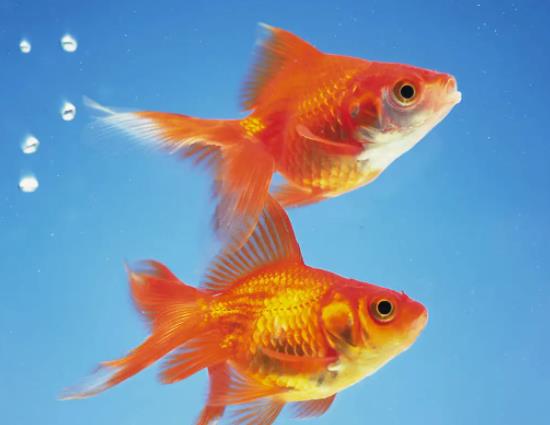 金魚為什么會(huì)沉到水底下?養(yǎng)金魚要打氧氣嗎