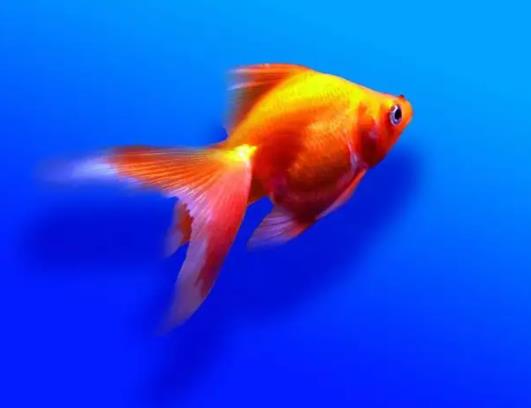 金魚沉底是在睡覺嗎?金魚打氧氣每天多長時間一般的魚缸