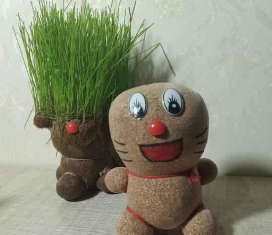 草頭娃娃什么季節種好?草頭娃娃修剪成什么樣好看