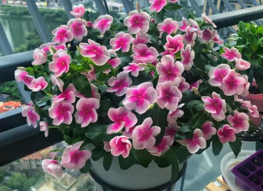 老樁長春花怎么修剪?長春花可以養成老樁嗎