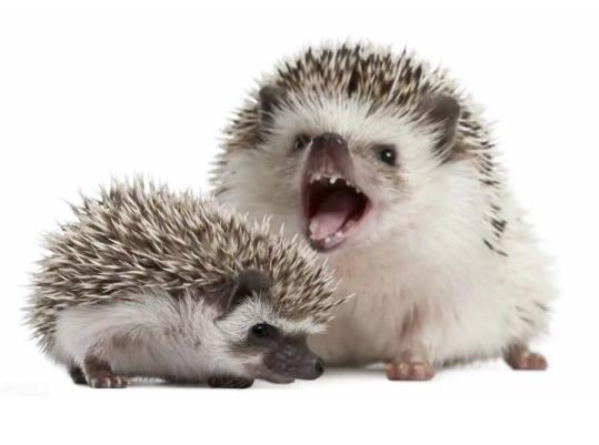 刺猬冬眠什么時(shí)候結(jié)束?刺猬冬眠吃東西嗎