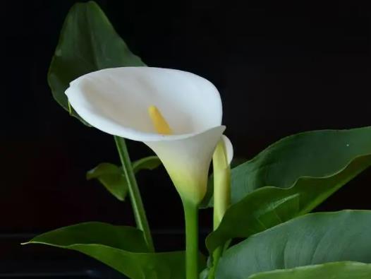 馬蹄蓮葉子發黃該怎么補救?養馬蹄蓮哪些是要注意的