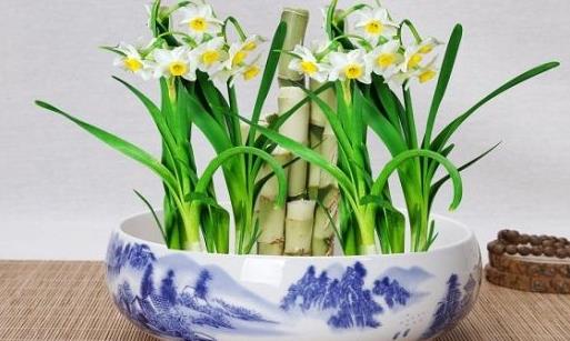 水仙花怎么養 水仙花有毒嗎 水培水仙花正確養法