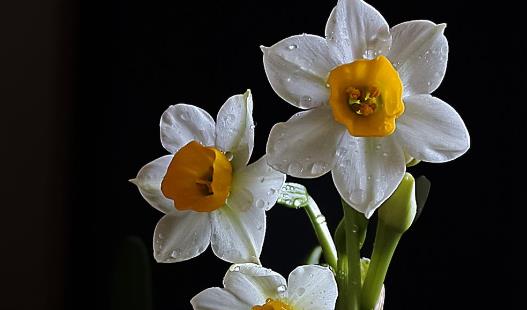 水仙花怎么養 水仙花有毒嗎 水培水仙花正確養法