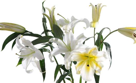 百合花怎么養(yǎng) 百合花苞掉了還能重新長(zhǎng)嗎?百合花要澆幾次水