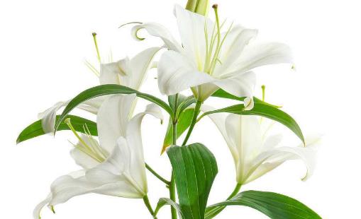 百合花怎么養(yǎng) 百合花苞掉了還能重新長(zhǎng)嗎?百合花要澆幾次水
