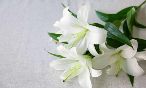 百合花怎么養(yǎng) 百合花苞掉了還能重新長(zhǎng)嗎?百合花要澆幾次水