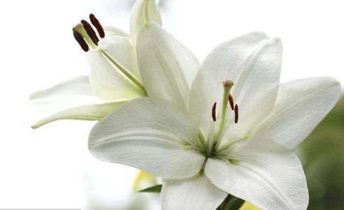 百合花怎么養(yǎng) 百合花苞掉了還能重新長(zhǎng)嗎?百合花要澆幾次水