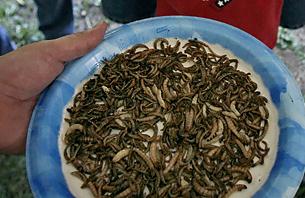 盤點(diǎn)世界10大怪異節(jié)日:美國羅利市蟲節(jié)