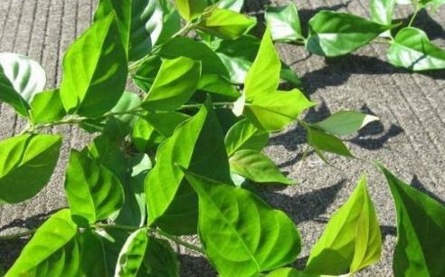 大茶藥是什么?吃大茶藥會中毒嗎?