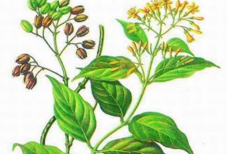 大茶藥是什么?吃大茶藥會中毒嗎?