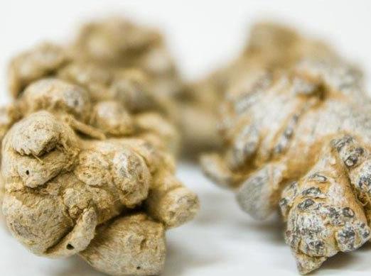 吃三七的好處是什么?吃三七需要注意什么