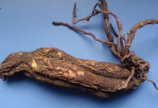 吃何首烏有什么好處?吃何首烏的注意事項(xiàng)