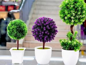 家里養什么植物好？家里養什么花風水好？
