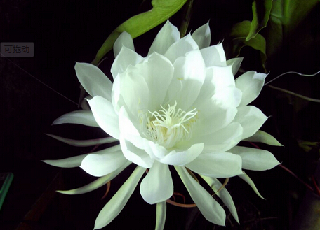 曇花對家居環(huán)境的影響-曇花的風水學應用