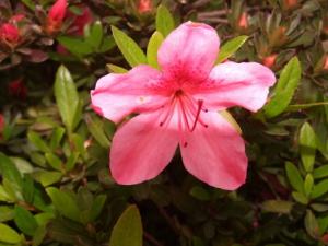 杜鵑花的介紹-杜鵑花的風(fēng)水學(xué)應(yīng)用