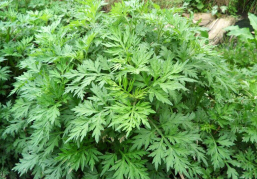 艾草對家居環(huán)境的影響-艾草的驅邪作用