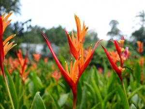 天堂鳥花與家居風格的搭配-天堂鳥花的風水學應用