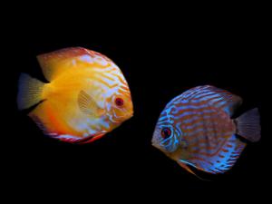 七彩神仙魚(yú)的品種-七彩神仙魚(yú)的風(fēng)水學(xué)應(yīng)用