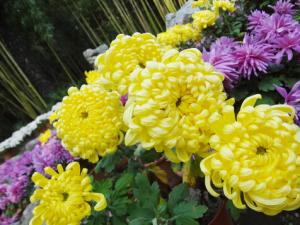 菊花的養護方法-菊花的基本介紹