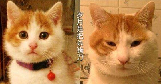 歲月是把殺豬刀,8個(gè)小變化預(yù)示開(kāi)始衰老
