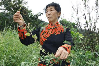 澄澈控油——藍桉葉和它的小伙伴們 (中)