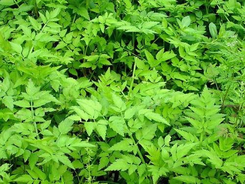 綠色植物能夠吸收或降解土壤、地下水或大氣中的各種污染物
