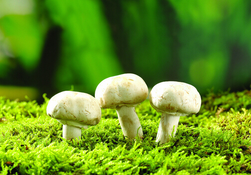 蘑菇富含重金屬有害健康是真的嗎？