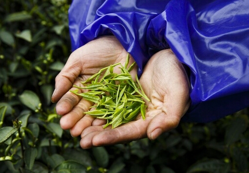 茶葉的種類-哪些茶葉屬于綠茶？