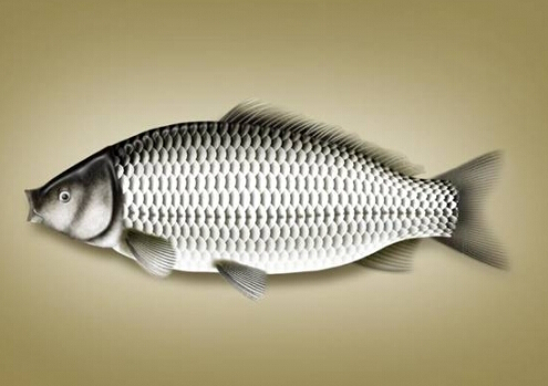 鯽魚的營養(yǎng)價(jià)值-鯽魚的的適宜人群