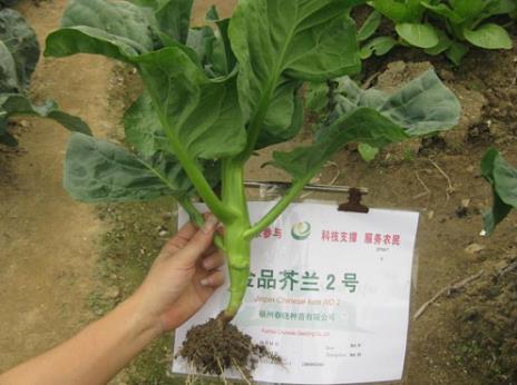 吃芥藍(lán)好嗎？芥藍(lán)的營養(yǎng)價值、功效與作用