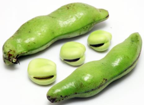 蠶豆的營(yíng)養(yǎng)價(jià)值、功效與作用-蠶豆的做法大全