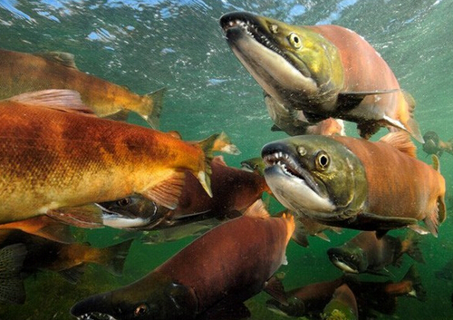 大馬哈魚(yú)籽怎么吃？大馬哈魚(yú)的做法