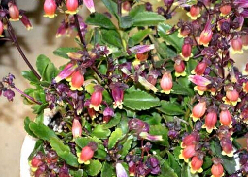 宮燈長(zhǎng)壽花的風(fēng)水學(xué)應(yīng)用-宮燈長(zhǎng)壽花在家居中的作用