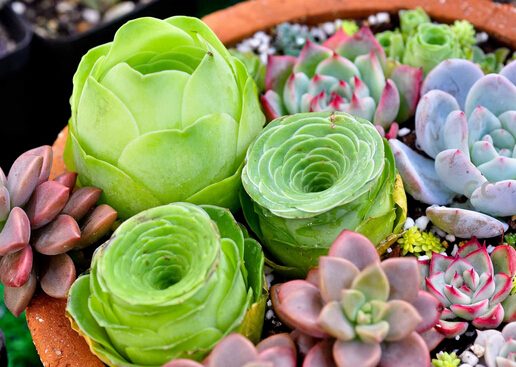 多肉植物怎么養？如何給多肉植物澆水？