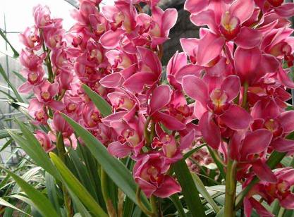 什么花適合放在室內(nèi)養(yǎng)？適合居室擺放的九種花卉