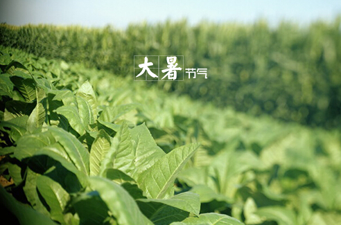 大暑什么意思？大暑怎么預防中暑