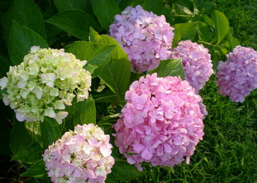 家里有孕婦能養繡球花嗎？繡球花有毒嗎？