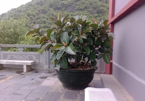 家里有寶寶能養橡皮樹嗎？橡皮樹有毒嗎？