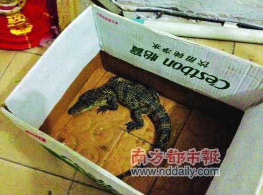 兒童在公園水池逮到兇猛小鱷魚，專家稱性情兇猛或傷人，不要隨意放生兇猛動物