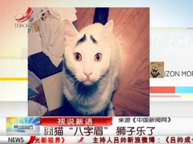 八字眉囧貓山姆網(wǎng)絡(luò)爆紅，細(xì)數(shù)囧貓愁眉苦臉的賣萌囧照