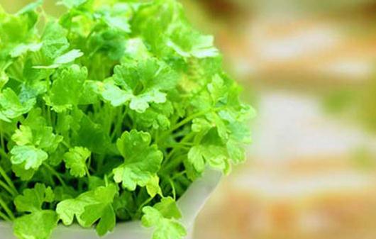 為啥不愛吃香菜？香菜的功效