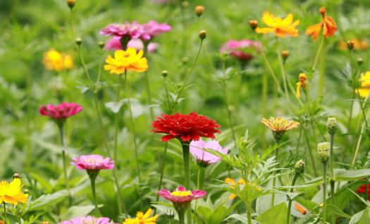 室內適合養什么花草？這些花草不要養在室內