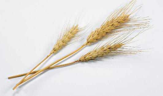 吃燕麥有什么功效？燕麥怎么吃營養(yǎng)？