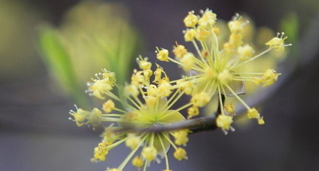 重陽(yáng)節(jié)為什么要佩插茱萸呢？