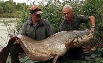 捕獲巨型鲇魚，腹內(nèi)發(fā)現(xiàn)遺體