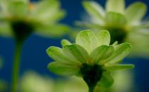 植物會(huì)有七情六欲嗎？