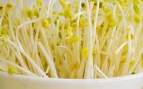 黃豆芽和綠豆芽哪個營養價值更高？