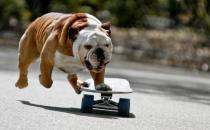 斗牛犬牙齒應該如何護理？