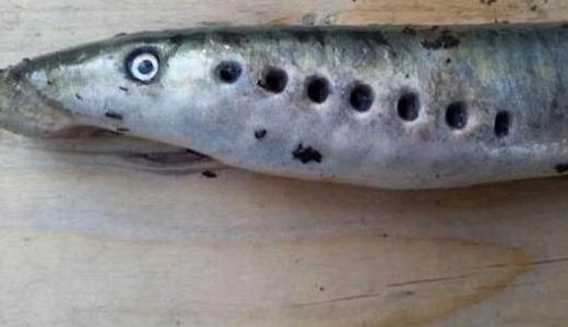 僵尸魚現(xiàn)英國河道，學(xué)名七鰓鰻